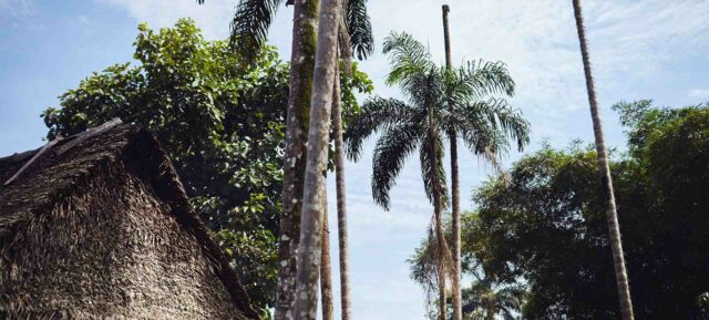 Palmen im Amazonas-Regenwald Ecuador